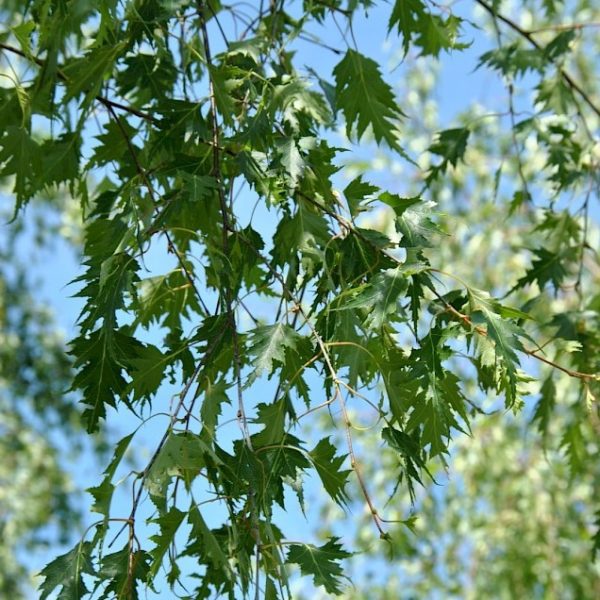 Берёза Лациниата Betula lacinicata