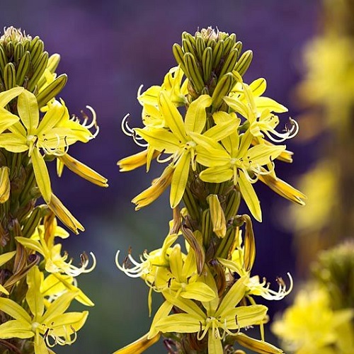 Асфоделина жёлтая Asphodeline lutea