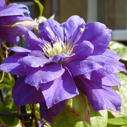 Clematis Beauty of Worcester клематис Бьюти оф Вочестер