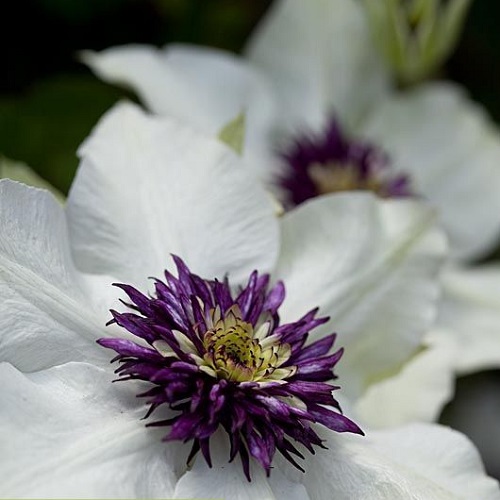 Клематис цветистый Биколор Зибольдиана Clematis florida var. sieboldiana Bicolor Sieboldiana