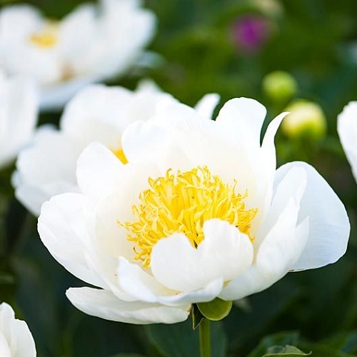 Paeonia Dublin Пион Дублин