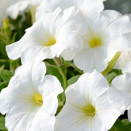 Петуния многоцветковая «Мираж Вайт» Petunia multiflora Mirage White