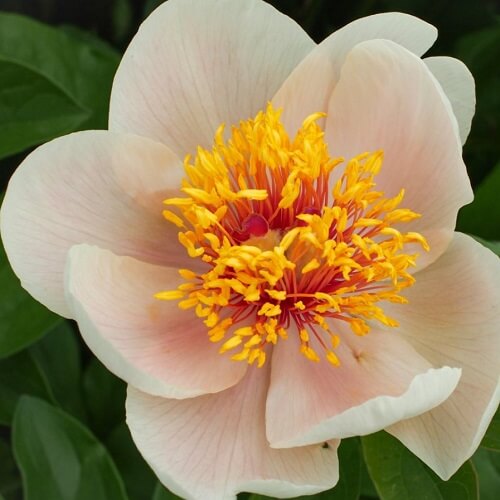 Paeonia Itoh hybrid Apricot Queen Пион Эприкот Куин