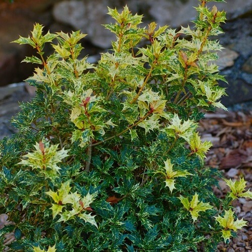 Османтус разнолистный Триколор Osmanthus heterophyllus Tricolor Goshiki